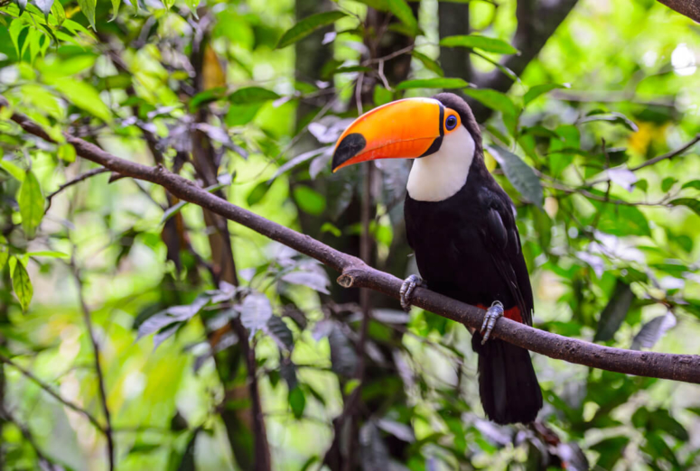Brasil passa a fazer parte do Protocolo de Nagoia sobre biodiversidade 
